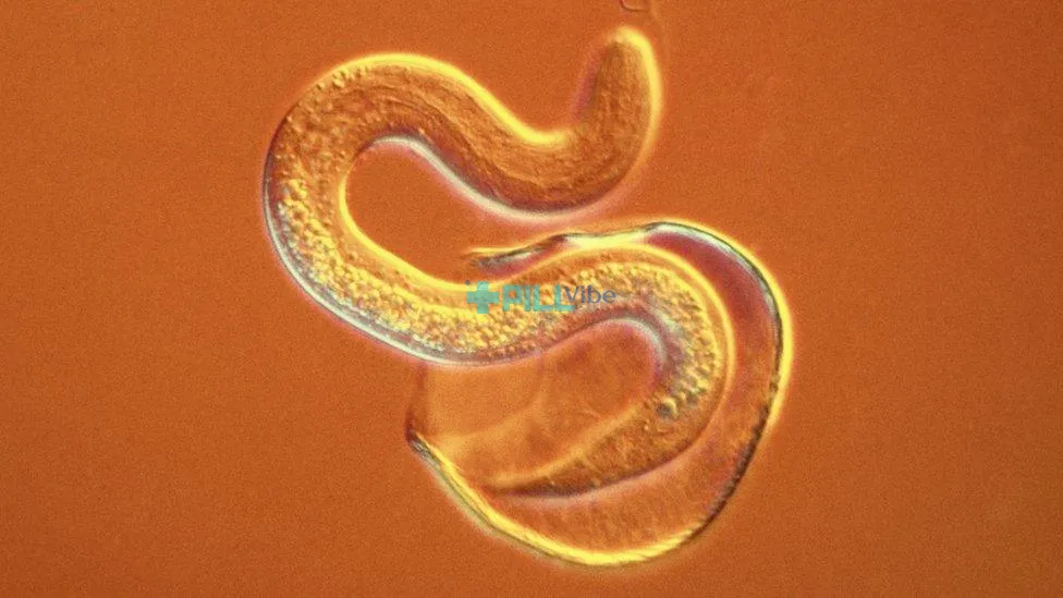 Anti Parasite